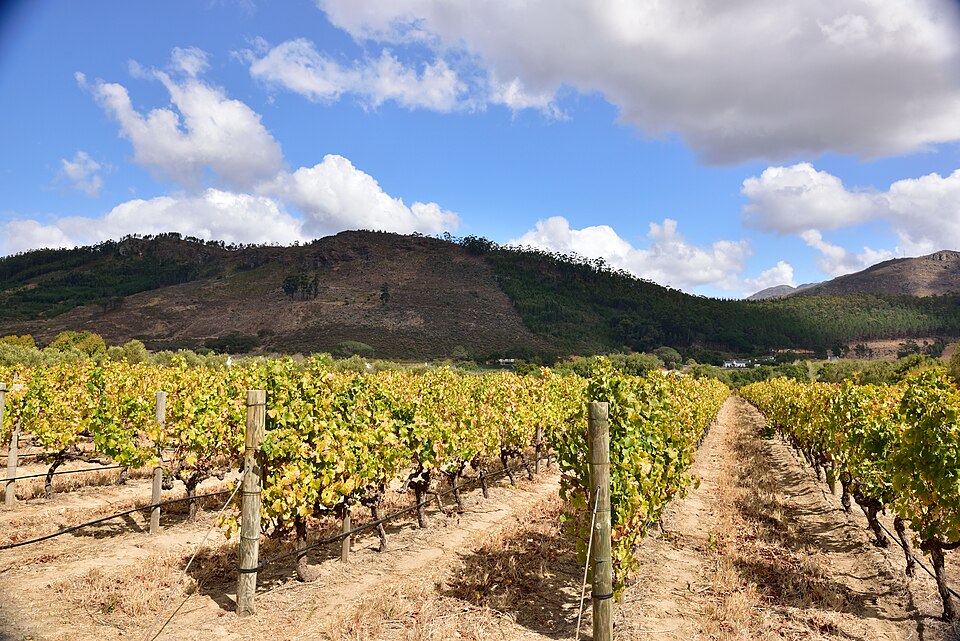 Vineyard rows beneath the mountains of Franschhoek
