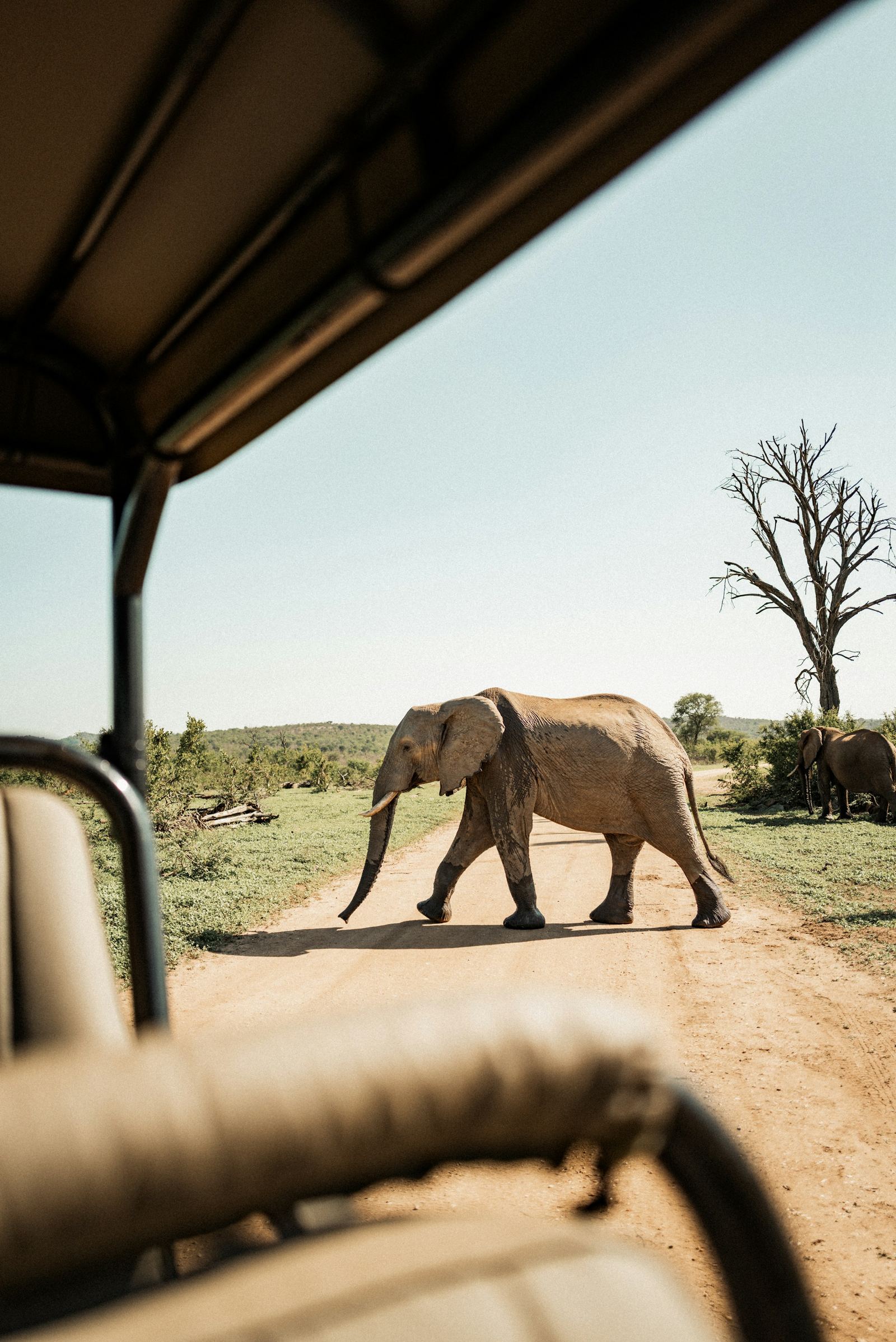 African elephant crossing a dirt track on safari