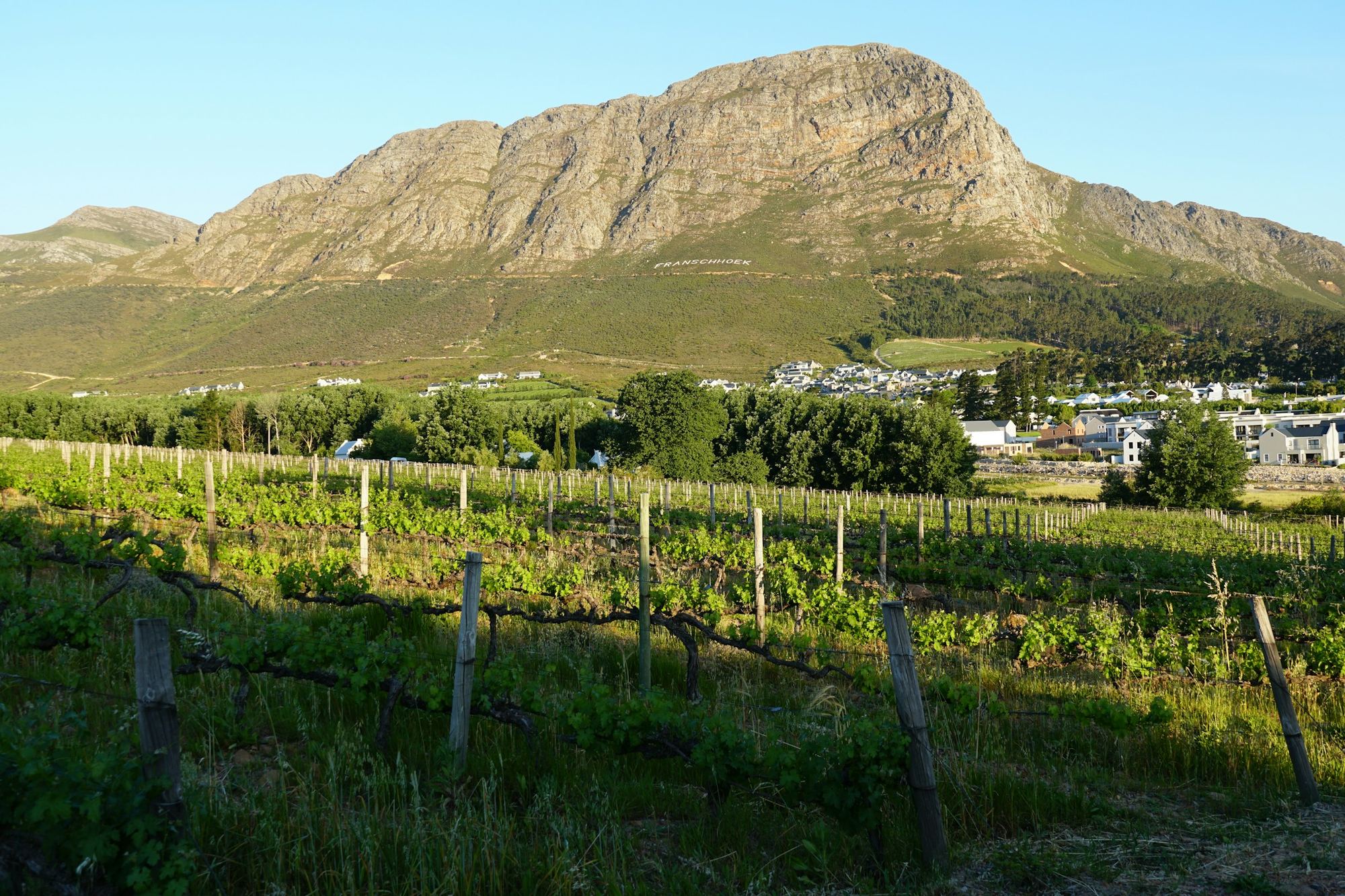 Franschhoek vineyard rows with mountain scenery in the background